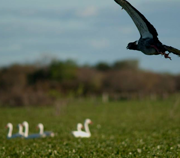 Descubrí Paysandú - Naturaleza
