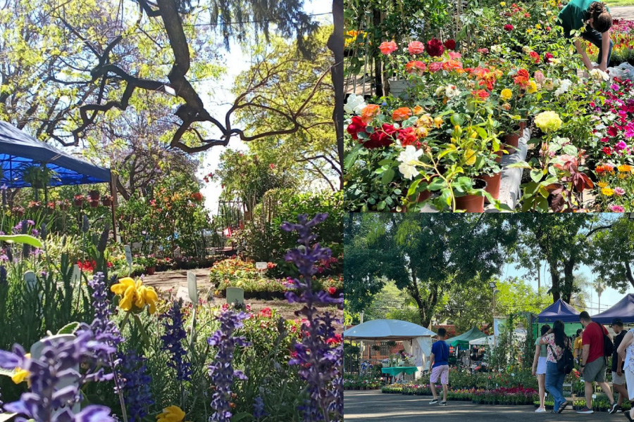 Descubrí Paysandú - Flor de Ciudad